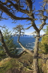 CANADA, British Columbia, VANCOUVER (West), Lighthouse Park, tree and sea view, CAN894JPL