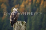 CANADA, British Columbia, young Bald Eagle perched on pole, CAN849PL