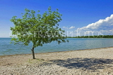 CANADA, Manitoba, Lake Manitoba, tree on beach at Steep Rock, CAN903JPL