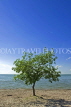 CANADA, Manitoba, Lake Manitoba, tree on beach at Steep Rock, CAN904JPL