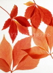 CANADA, Ontario, Algonquin Provincial Park, Autumn leaves, CAN683JPL