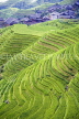 CHINA, Guangxi Province, Guilin, Longji, Ping An terracded rice (paddy) fields, CH1484JPL