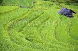 CHINA, Guangxi Province, Guilin, green rice (paddy) fields, CH1577JPL