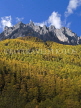 CHINA, Sichuan Province, Yading, magical fall larches in Yading National Park, CH1509JPL