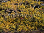 CHINA, Sichuan Province, Yading National Park, larches, autumn scenery, CH1656JPL