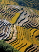 CHINA, Yunnan Province, Yuanyang, autumn rice terraces, CH1472JPL5