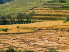 CHINA, Yunnan Province, Yuanyang, harvested rice filed, CH1662JPL
