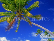 COOK ISLANDS, Aitutaki Islands, Tapuaetai (One Foot Island), coconut tree, CI171JPL