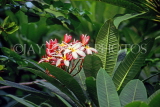 COOK ISLANDS, Rarotonga, Frangipani (Plumeria) flowers, CI175JPL