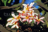 COOK ISLANDS, Rarotonga, Frangipani (Plumeria) flowers, CI176JPL