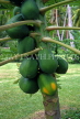 COOK ISLANDS, Rarotonga, Papaya fruit on tree, CI799JPL