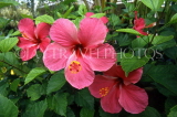 COOK ISLANDS, Rarotonga, deep pink Hibiscus flowers, CI791JPL