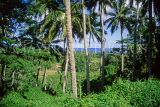 COOK ISLANDS, Rarotonga, island interior and coconut trees, CI153JPL