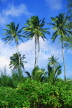 COOK ISLANDS, Rarotonga, island interior and coconut trees, CI814JPL