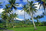 COOK ISLANDS, Rarotonga, island interior and coconut trees, CI819JPL