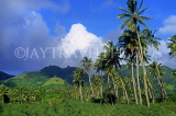 COOK ISLANDS, Rarotonga, island interior and coconut trees, CI824JPL