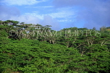 COOK ISLANDS, Rarotonga, island interior scenery, and trees, CI164JPL
