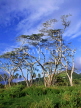 COOK ISLANDS, Rarotonga, island interior scenery, and trees, CI716JPL