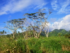 COOK ISLANDS, Rarotonga, island interior scenery, and trees, CI717JPL
