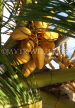 COOK ISLANDS, Rarotonga, orange coconut fruit (for drinking), CI837JPL