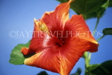COOK ISLANDS, Rarotonga, red Hibiscus flower, CI118JPL