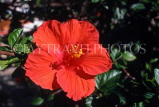 COOK ISLANDS, Rarotonga, red Hibiscus flower, CI174JPL