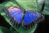 COSTA RICA, Blue Morpho Butterfly, CR102JPL