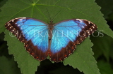 COSTA RICA, Blue Morpho Butterfly, CR115JPL