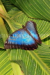 COSTA RICA, Blue Morpho Butterfly, CR122JPL