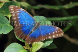 COSTA RICA, Blue Morpho Butterfly, CR130JPL