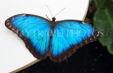 COSTA RICA, Blue Morpho Butterfly, CR140JPL