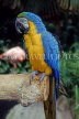 COSTA RICA, Blue and Yellow Macaw, CR107JPL