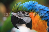 COSTA RICA, Blue and Yellow Macaw, closeup, CR137JPL