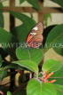 COSTA RICA, Doris Longwing butterfly, CR135JPL