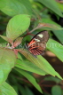 COSTA RICA, Doris Longwing butterfly, CR136JPL