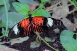 COSTA RICA, Doris Longwing butterfly, CR141JPL