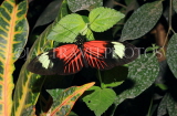 COSTA RICA, Doris Longwing butterfly, CR142JPL