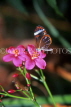 COSTA RICA, Glasswing Butterfly on flower, CR110JPL