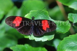 COSTA RICA, Heliconius Butterfly, CR105JPL