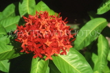 COSTA RICA, Ixora (Flame of the Woods) flowers, CR93JPL