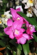 COSTA RICA, Lankester Botanical Gardens, Orchids, CR176JPL
