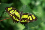 COSTA RICA, Malachite Butterfly, CR104JPL