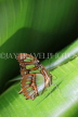 COSTA RICA, Malachite Butterfly, CR118JPL
