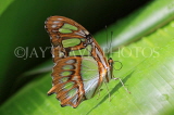 COSTA RICA, Malachite Butterfly, CR119JPL