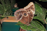 COSTA RICA, Owl Butterfly, CR144JPL