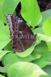 COSTA RICA, Owl Butterfly, CR152JPL