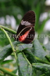 COSTA RICA, Postman Butterfly, CR153JPL