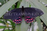 COSTA RICA, Red Crescent Swallowtail Butterfly, CR167JPL