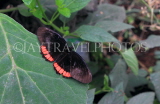 COSTA RICA, Red Rim Butterfly Butterfly, CR156JPL