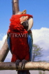 COSTA RICA, Scarlet Macaw perched on branch (red and blue), CR111JPLA